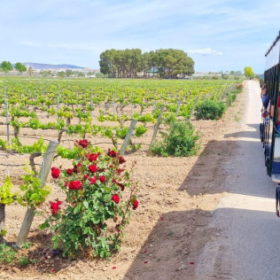 Visita Guiada a Bodegas Santa Margarita, Viñedos en Tren Turístico y Yeguada con Cata de Vinos para dos (Caudete, Albacete)