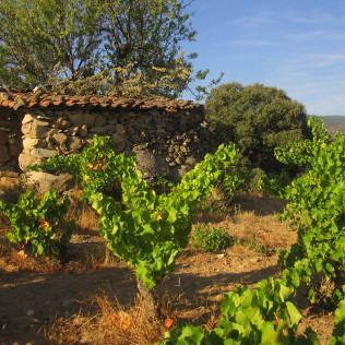 Visita guiada a Bodegas Canopy y Cata de Vinos con Aperitivo para dos (Camarena, Toledo)