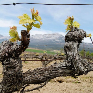Visita a Bodega y Cata de Vinos Ecológicos y Biodinámicos para dos en Bodegas Laukote (Laguardia, Álava)