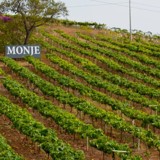 Visita a las Bodegas Monje con Cata y Aperitivo para dos (El Sauzal, Tenerife)