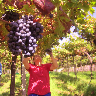 Visita a viñedos y bodegas Señorío de Rubiós con cata de vinos para dos (As Neves, Pontevedra)