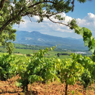 Visita a Bodega del Abad con Cata de 4 Vinos para dos (Carracedelo, León)