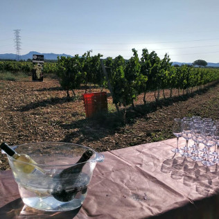 Visita a Cellers Blanch con Cata de Vinos para dos (Puigpelat, Tarragona)