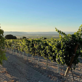 Visita a Bodega Dominio Lubiano con Cata de 3 Vinos y Aperitivo (Pesquera de Duero, Valladolid)