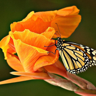 Entrada a Mariposario de Benalmádena (Málaga)