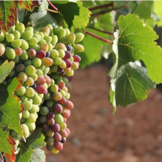 Escapada con Desayuno en Hotel Alfageme y Visita a Bodega Pardevalles con Cata de Vinos para dos (León)