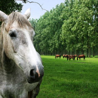 Excursión a Caballo (Girona)