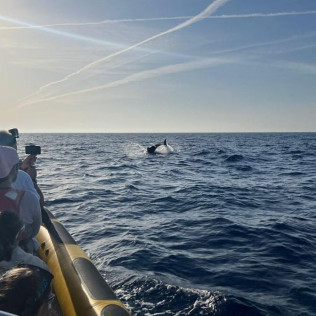 Excursión en Lancha para ver Delfines (Alcudia, Mallorca)