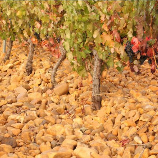 Escapada Rural con Desayuno en Hostal Los Oteros y Visita a Bodega Pardevalles con Cata de Vinos para dos (León)