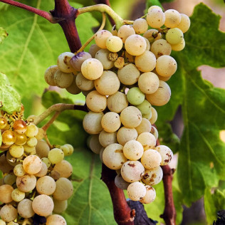 Visita a Bodega La Vinyeta con Desayuno y Cata de Vinos para dos en Mollet de Peralada (Girona)