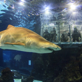 Sumérgete entre Tiburones (Barcelona)