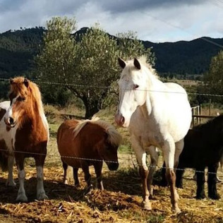Paseo en Poni y Visita a la Granja en Familia (Castellar del Vallès, Barcelona)