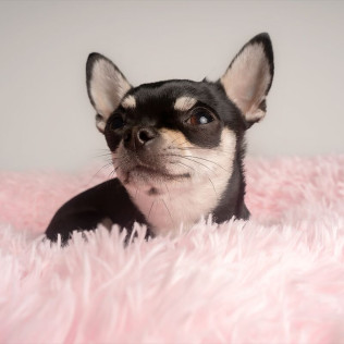 Sesión de Fotos para Mascotas en Pelopicofoto (Málaga)