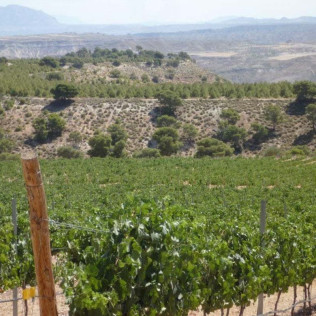 Circuito Spa y Visita a Bodega Pago de Almaraes con Cata de Vinos para dos (Granada)