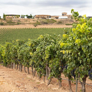 Visita a Bodegas Viña Arnáiz y Cata de Vinos (Haza, Burgos)