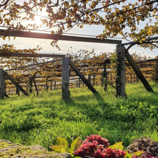 Visita a Bodega Granbazán y Cata de Vinos para dos (Pontevedra)