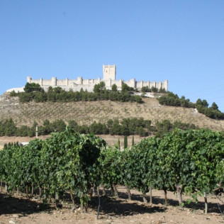 Visita a Bodegas Marcos y Cata de Vinos con Aperitivos amenizada con Magia para dos (Peñafiel, Valladolid)